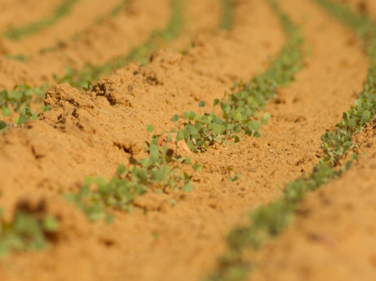 اصول صحیح کشت یونجه